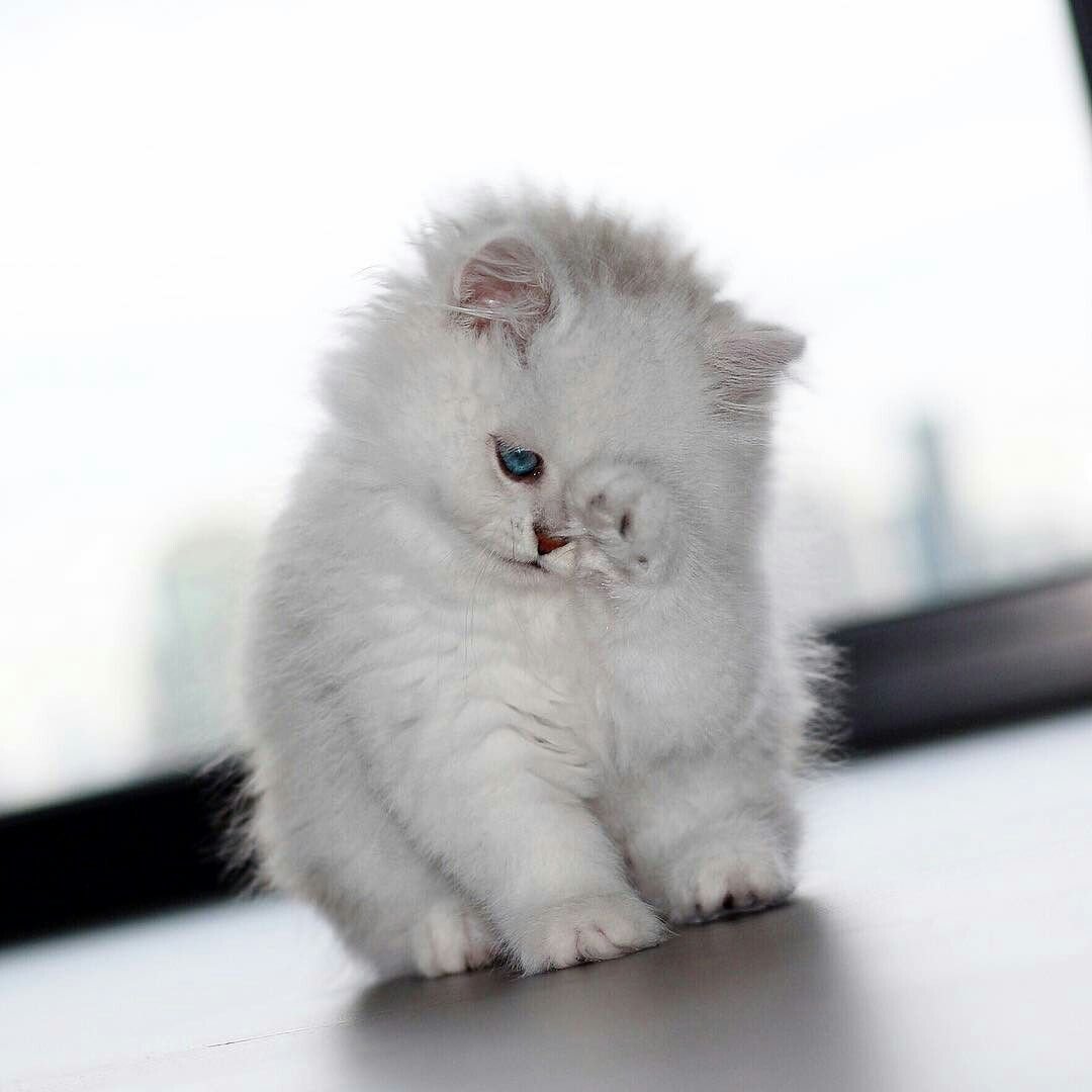 Маленькие котята пушистые