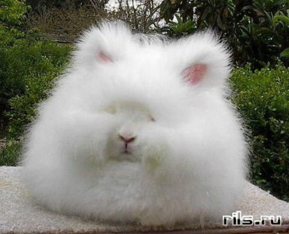 Гигантский ангорский кролик