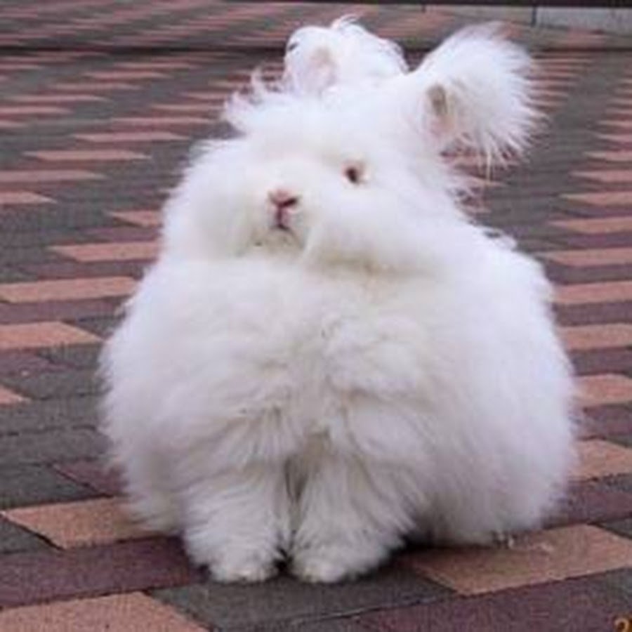 Ангорский кролик детеныш