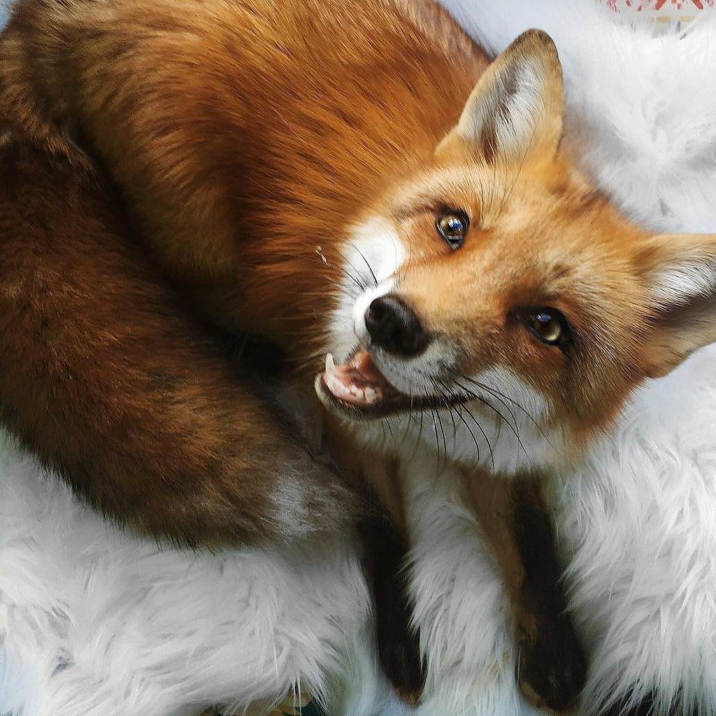 Лиса Елизавета Патрикеевна