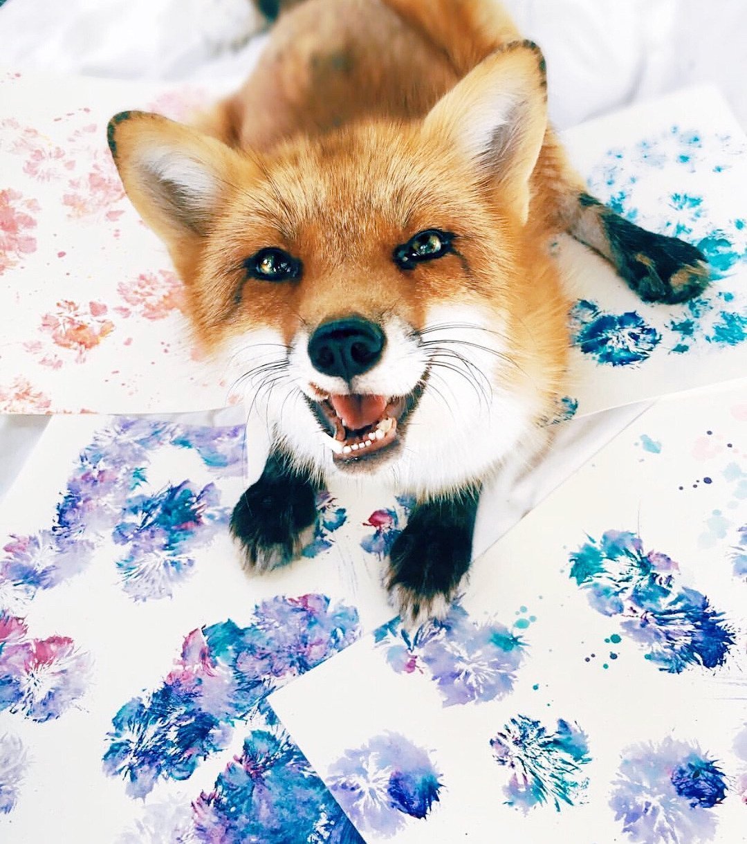 Лиса исповедница