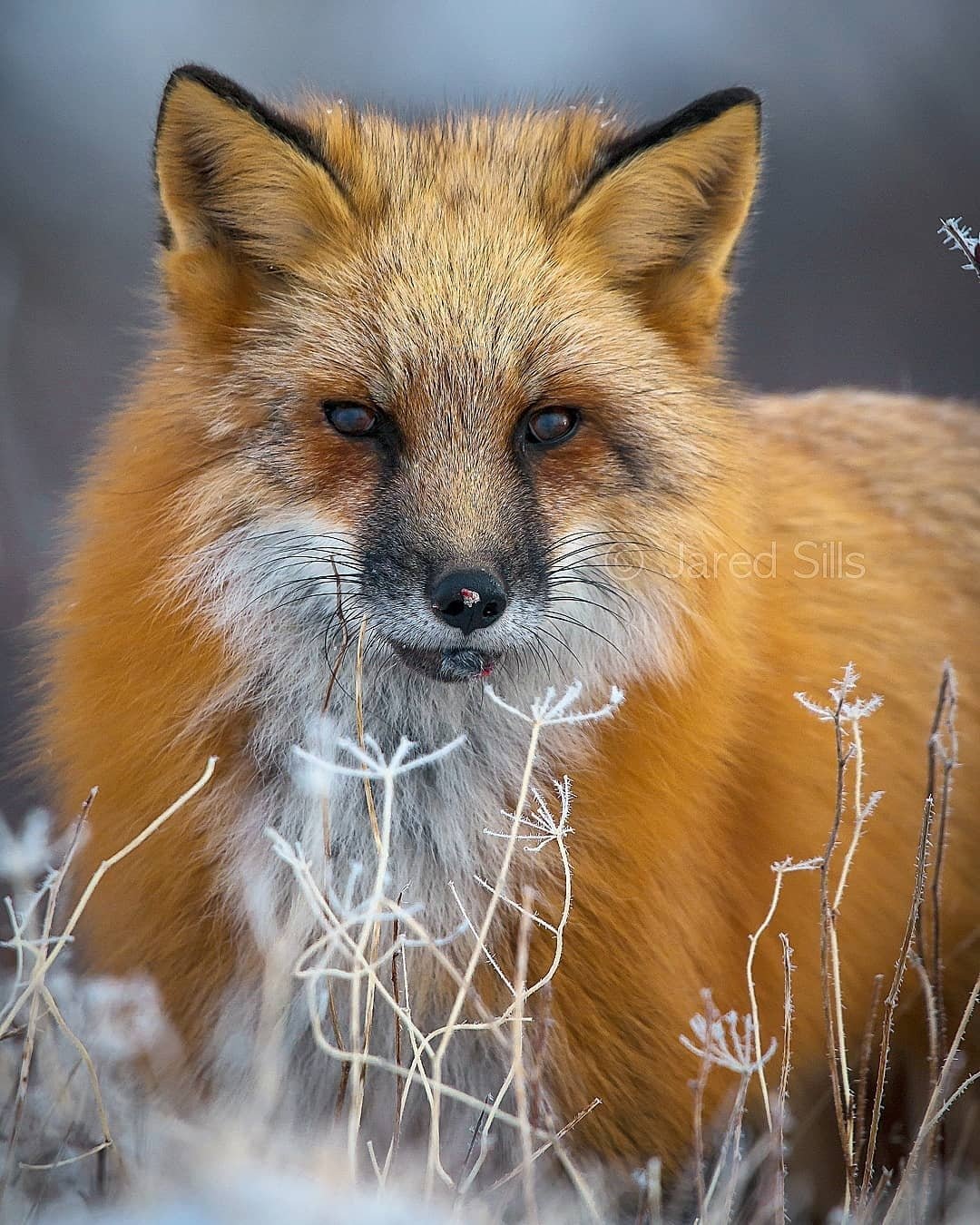 Лиса Патрикеевна лиса