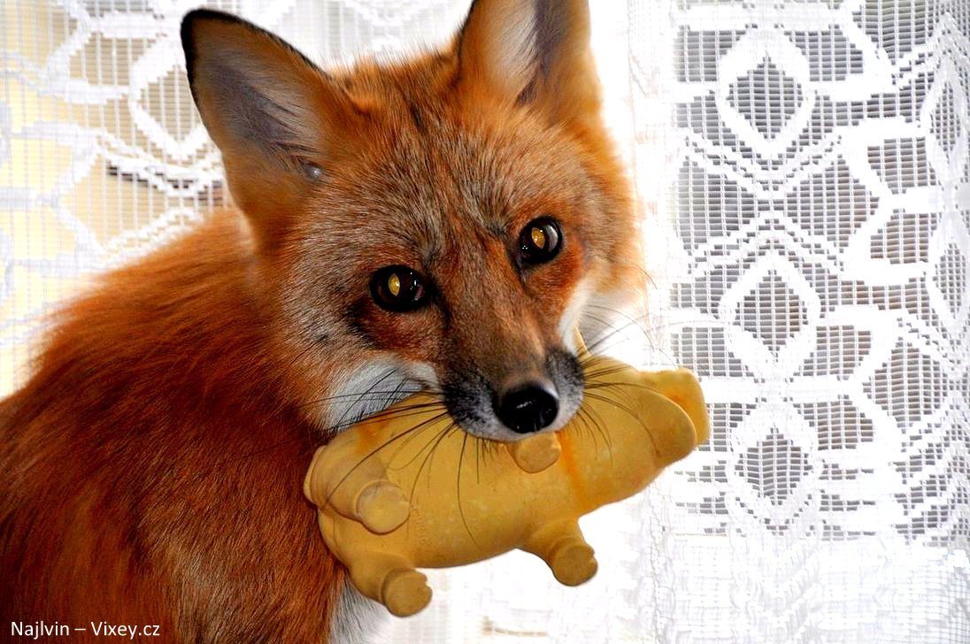 Лиса мышкует