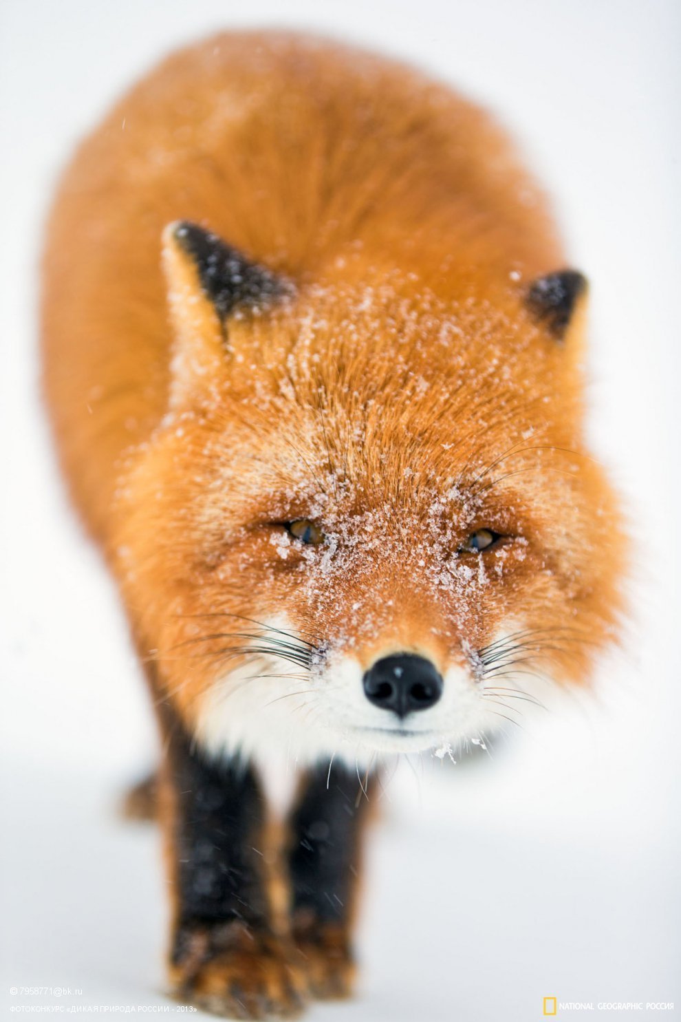 Лиса Патрикеевна