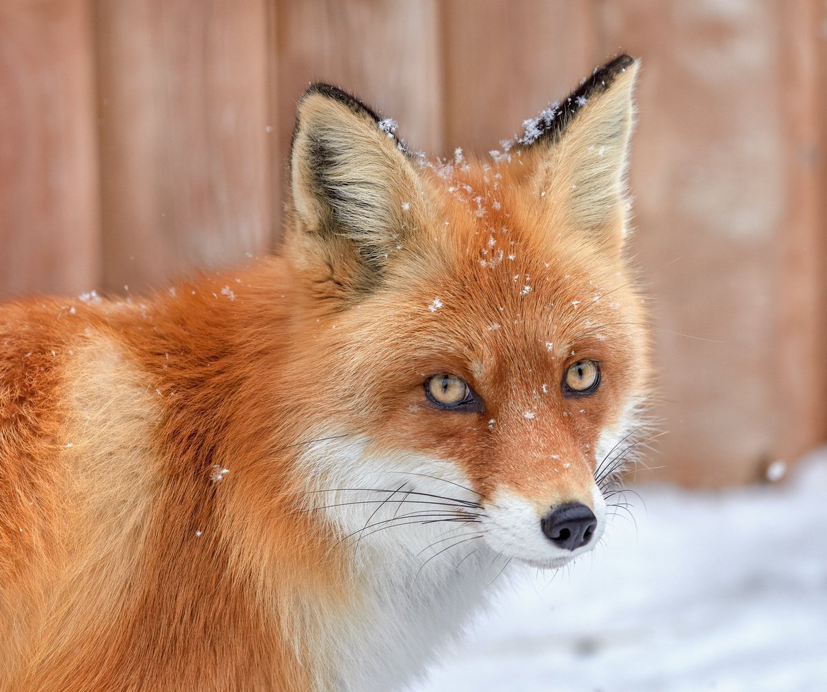 Лиса Патрикеевна