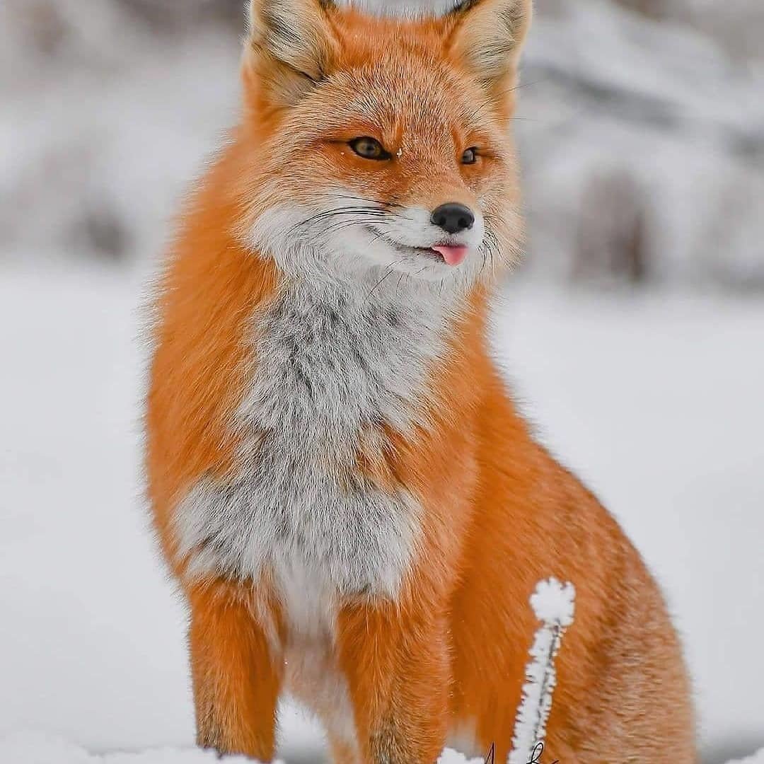 Ушинский лиса Патрикеевна