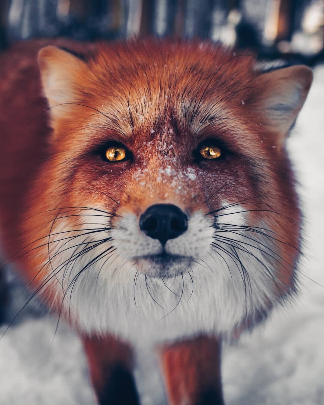 Лиса лапотница сказка