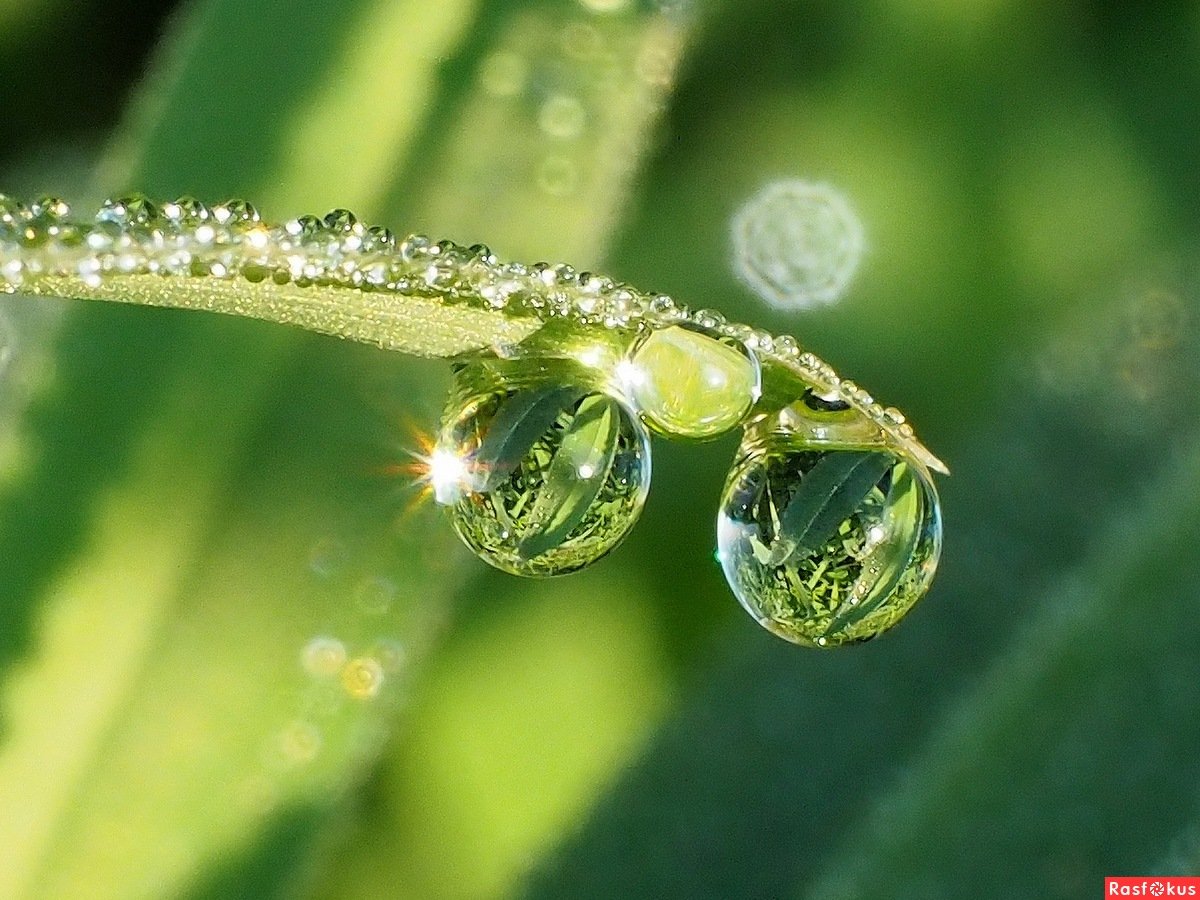 Росинка капелька