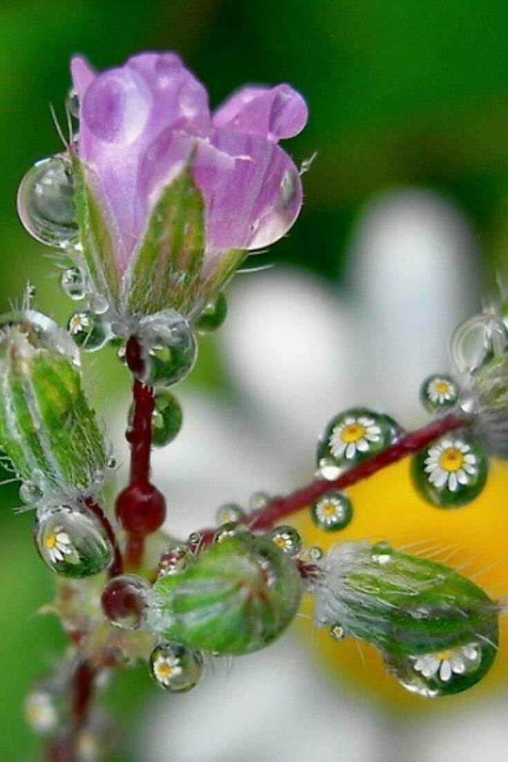 Капельки росы