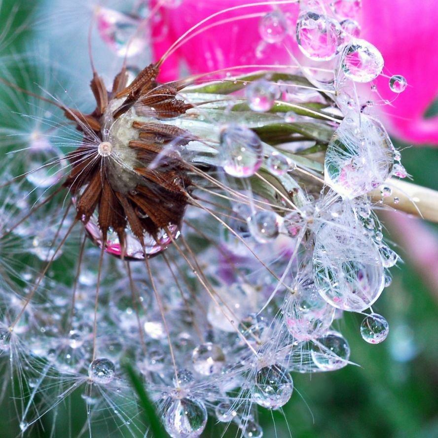 Роса на цветах