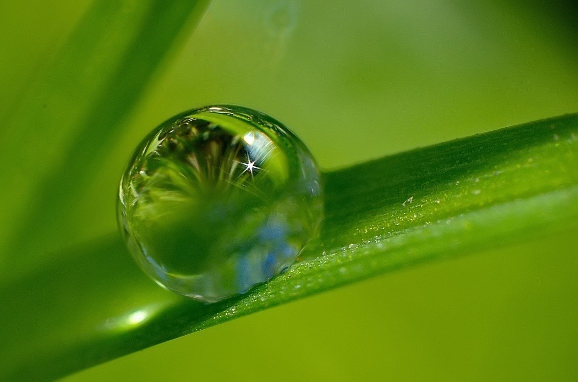 Роса на траве