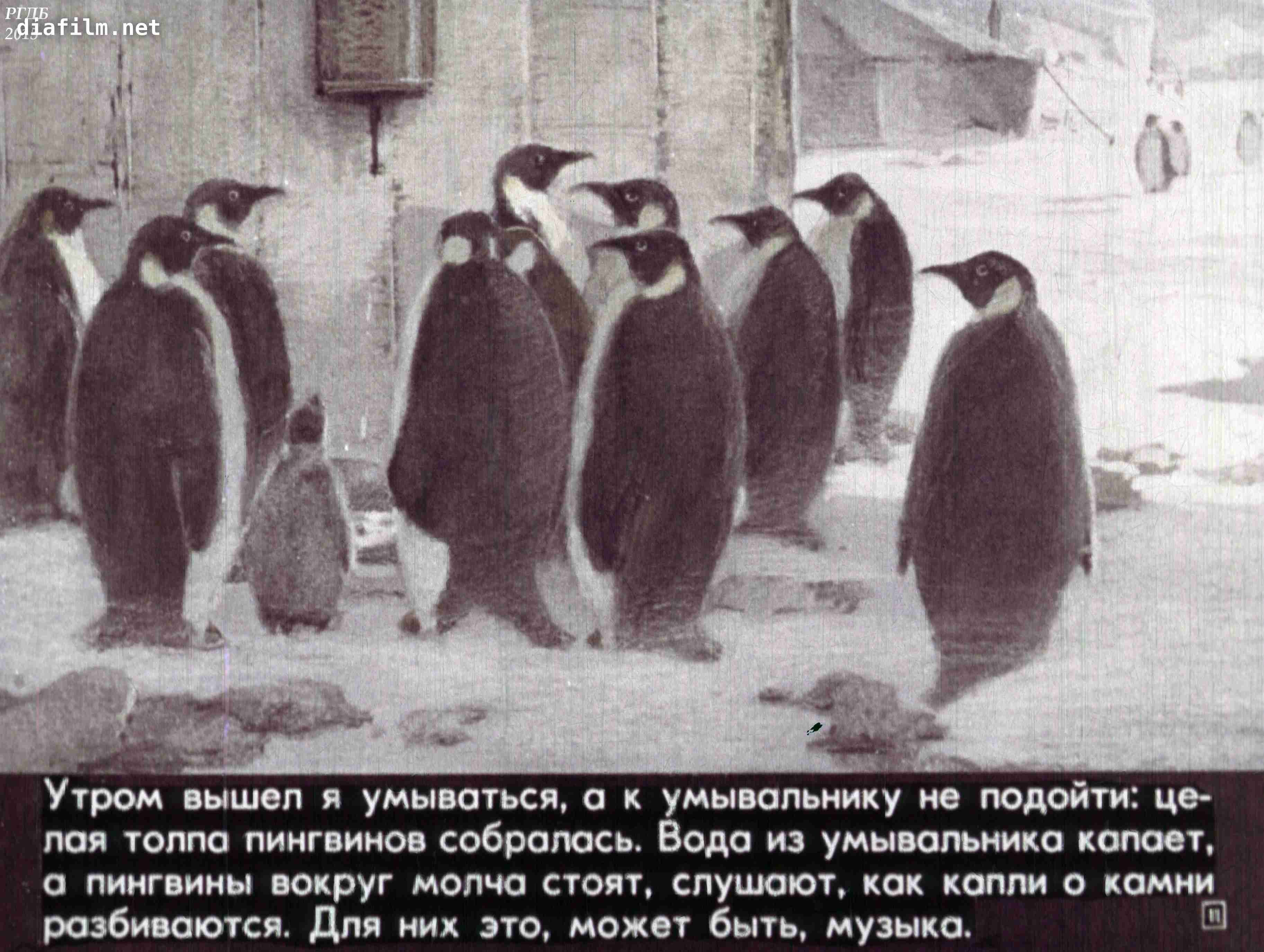 Про пингвинов рассказ читать. Пингвины Снегирев любопытные. Снегирев про пингвинов. Г Снегирева про пингвинов рассказ.