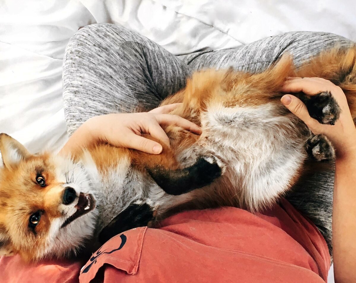 Домашняя лиса Джунипер