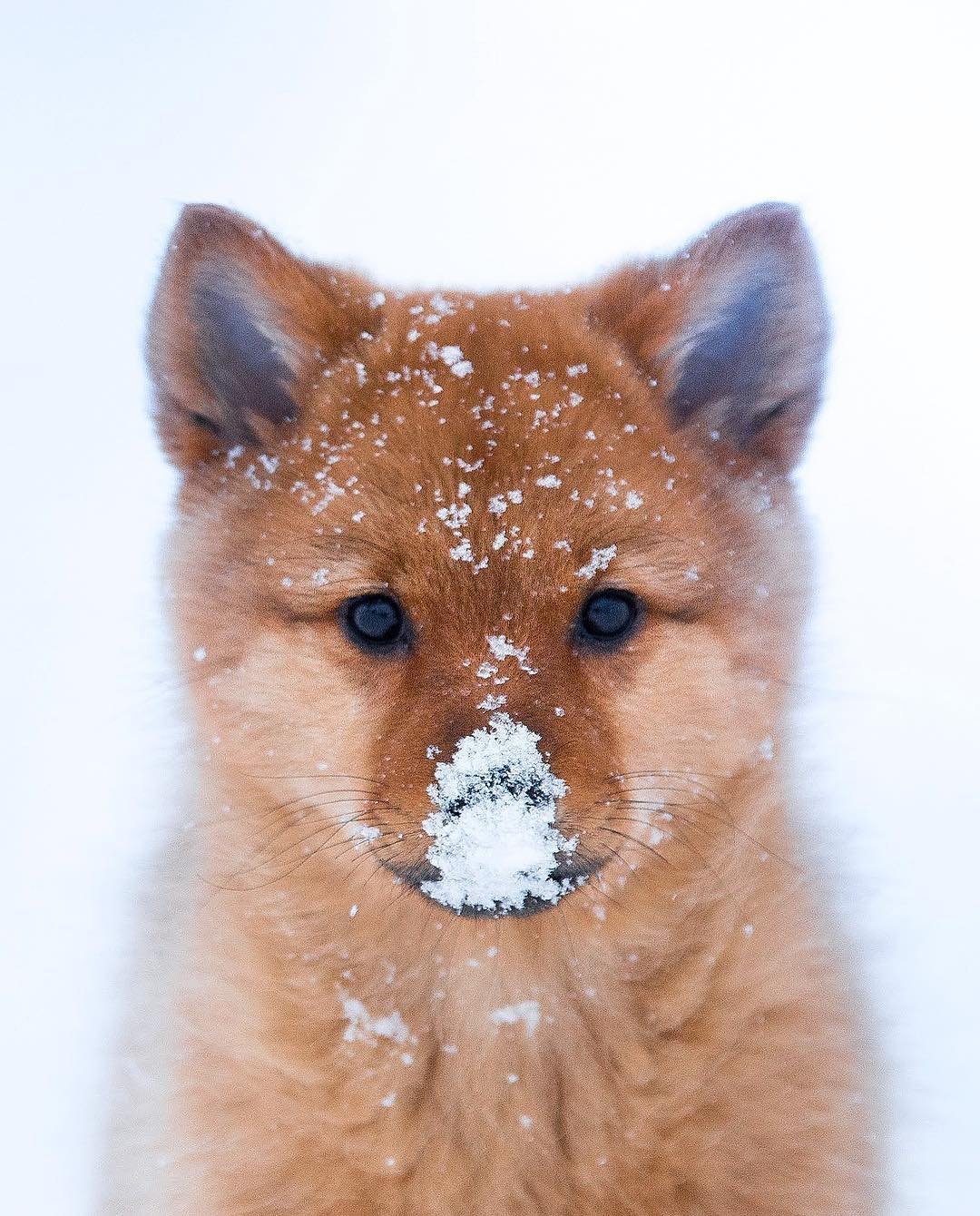 Зима на носу