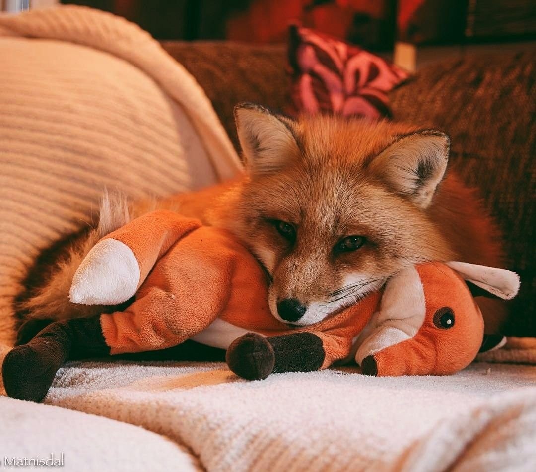 Лиса дремлет