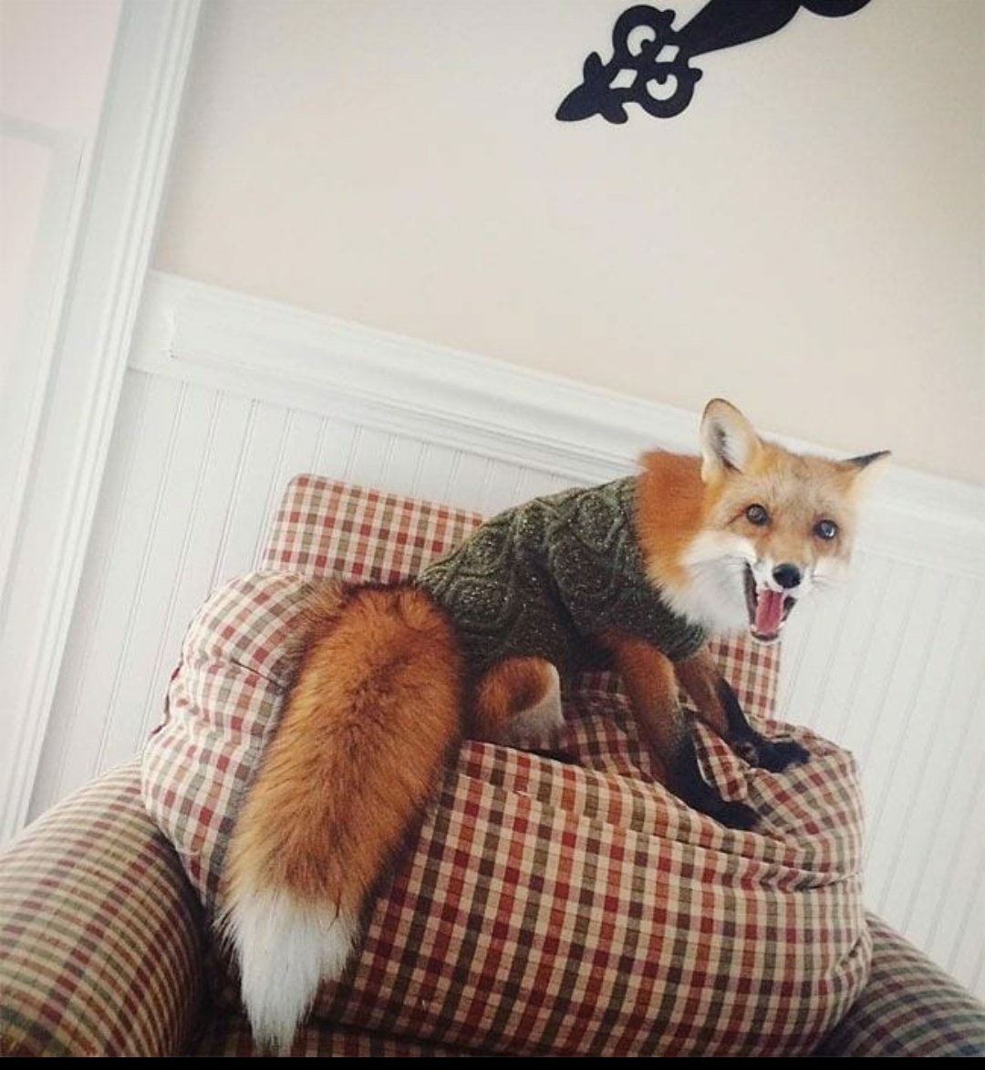 Лиса в доме