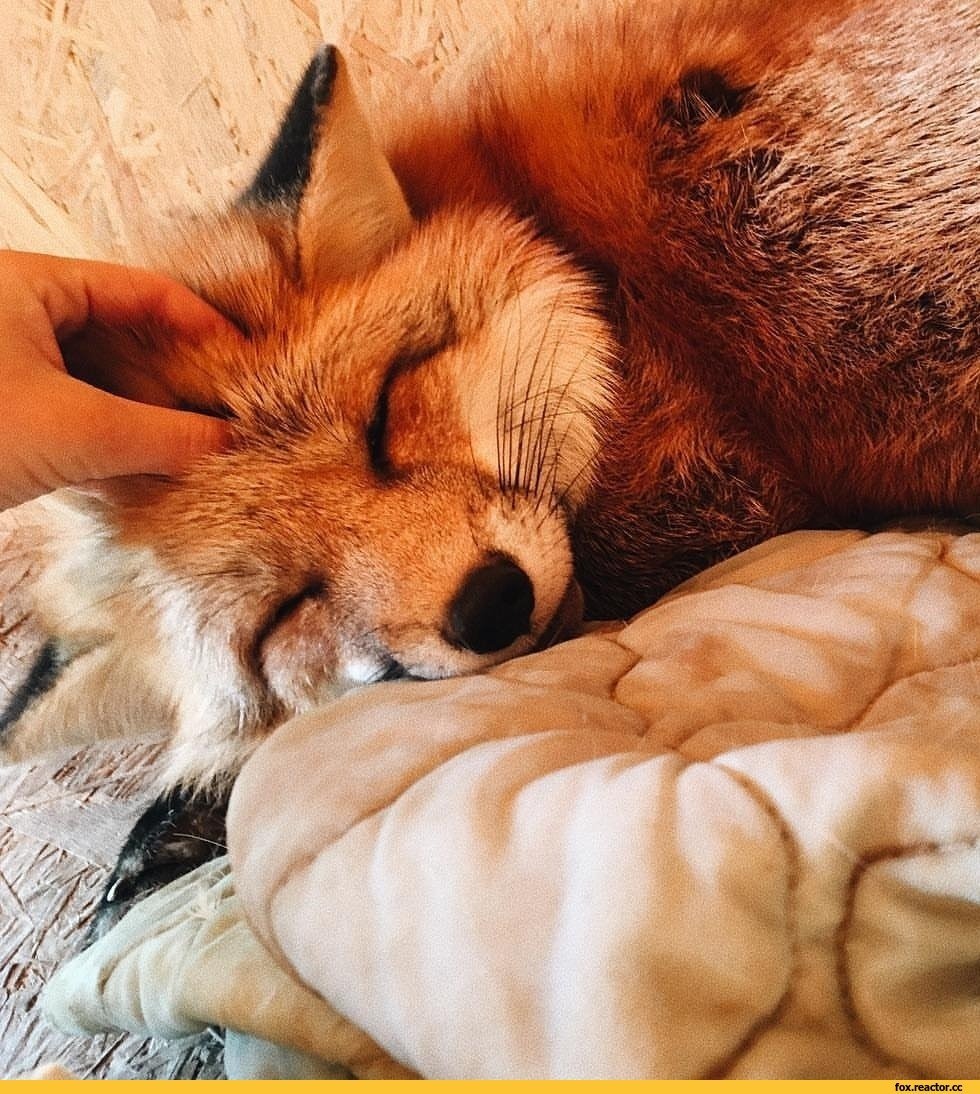 Домашний Лисенок