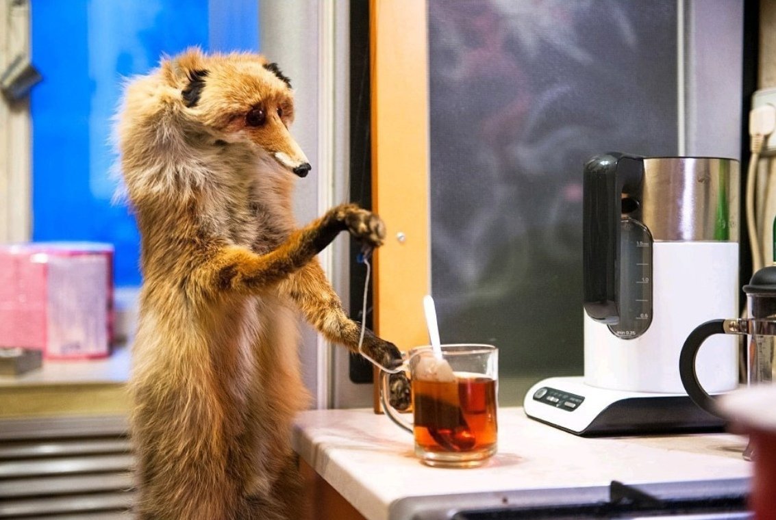 Чучело лисы с кофе