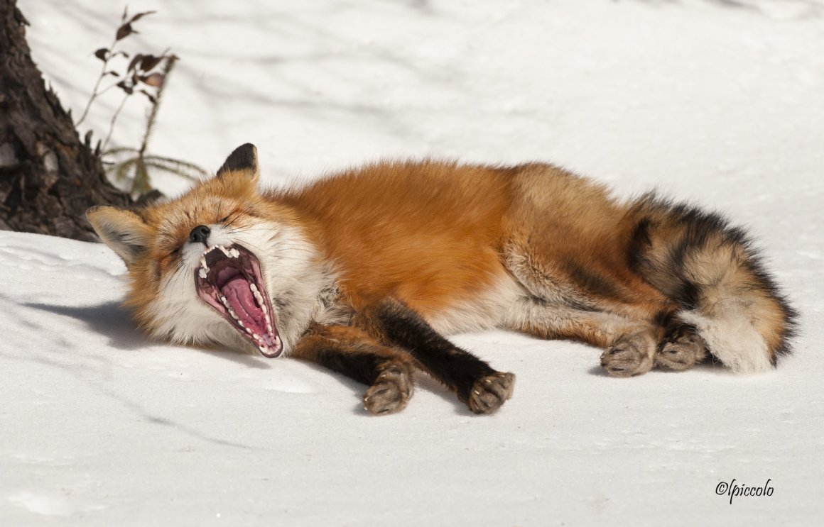 Лисичка проснулась