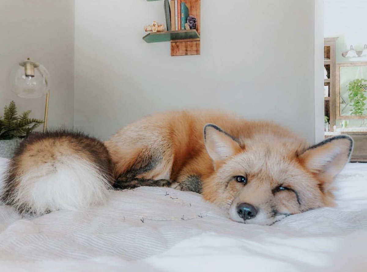 Домашние лисы