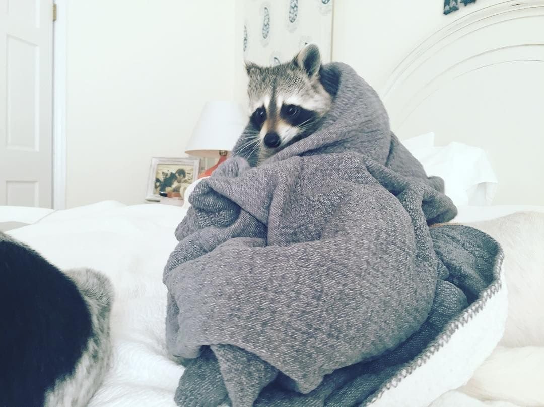 Енот в одеяле