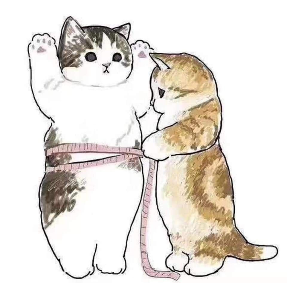 Котики которые меряют друг друга