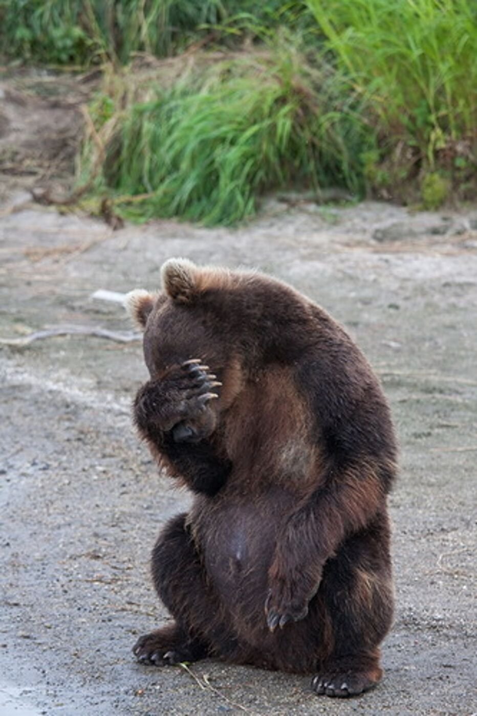 Скромный медведь