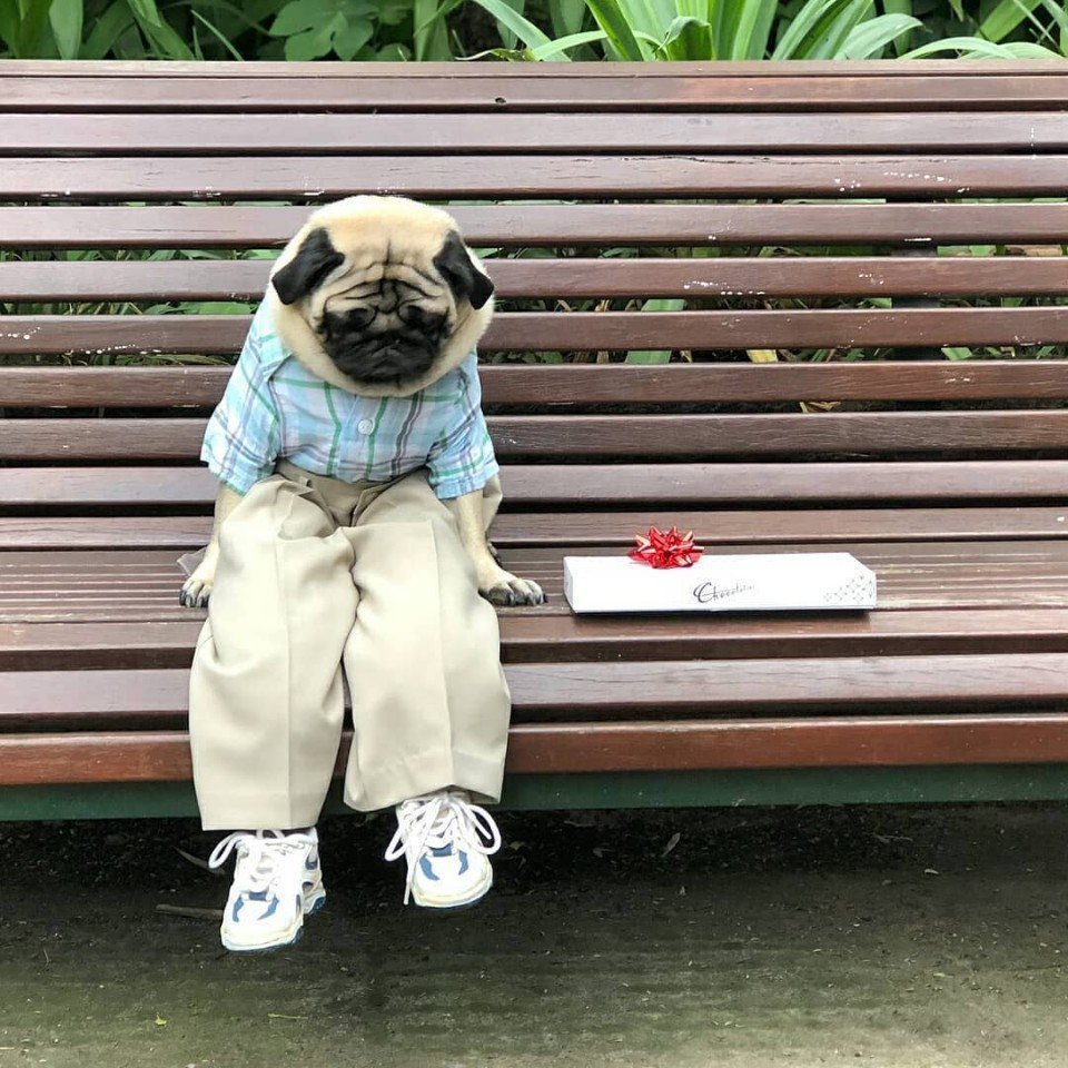 Самый грустный Мопс