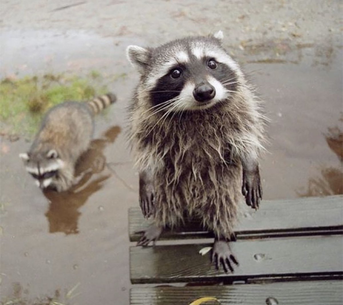 Енот грустит