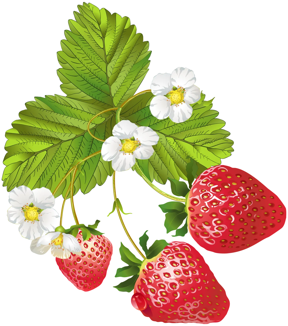 Клубника малина смородина земляника