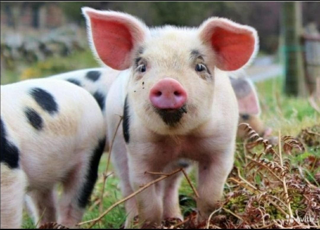 Свинья улыбается