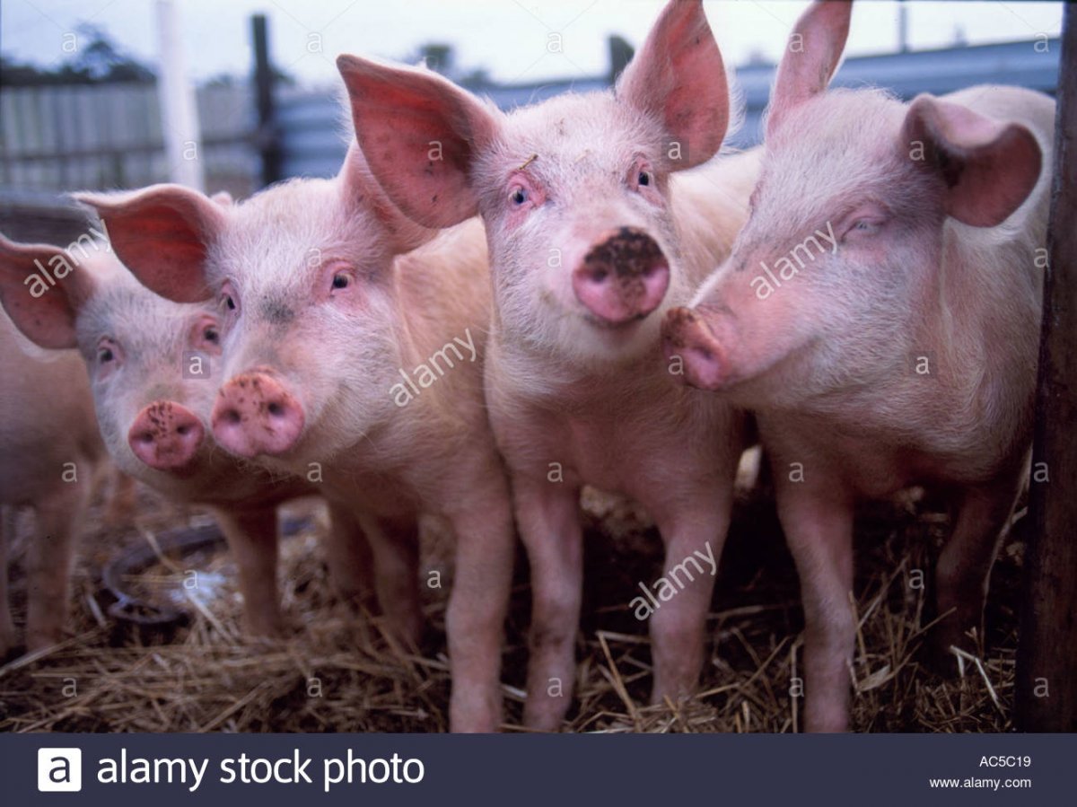 Корова и поросенок