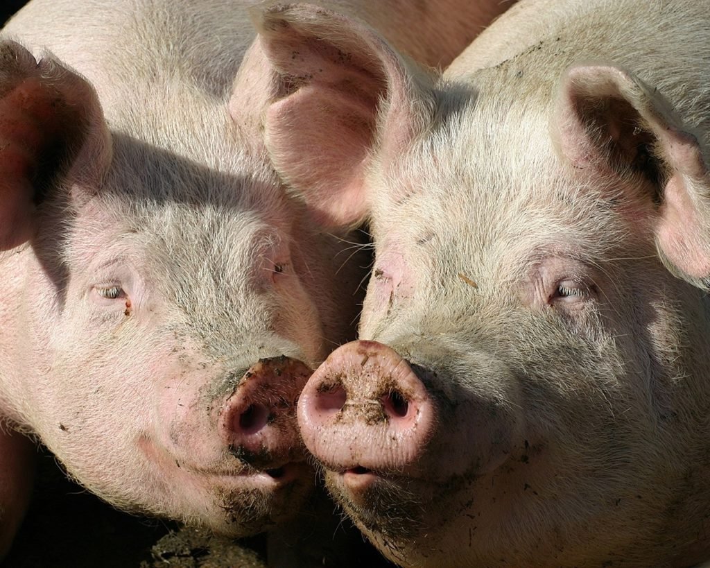 Два поросенка