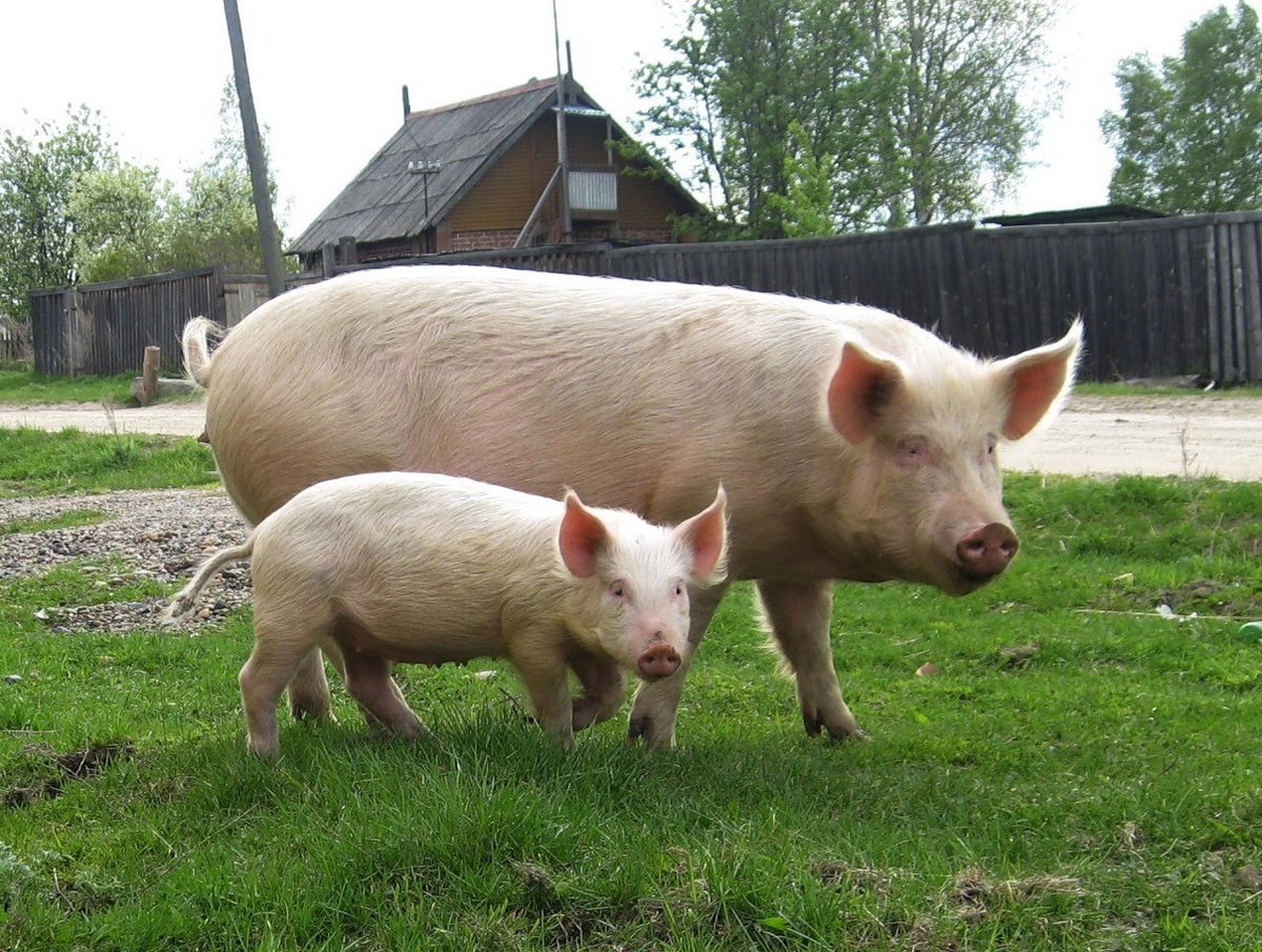 Украинская Бимба свинья