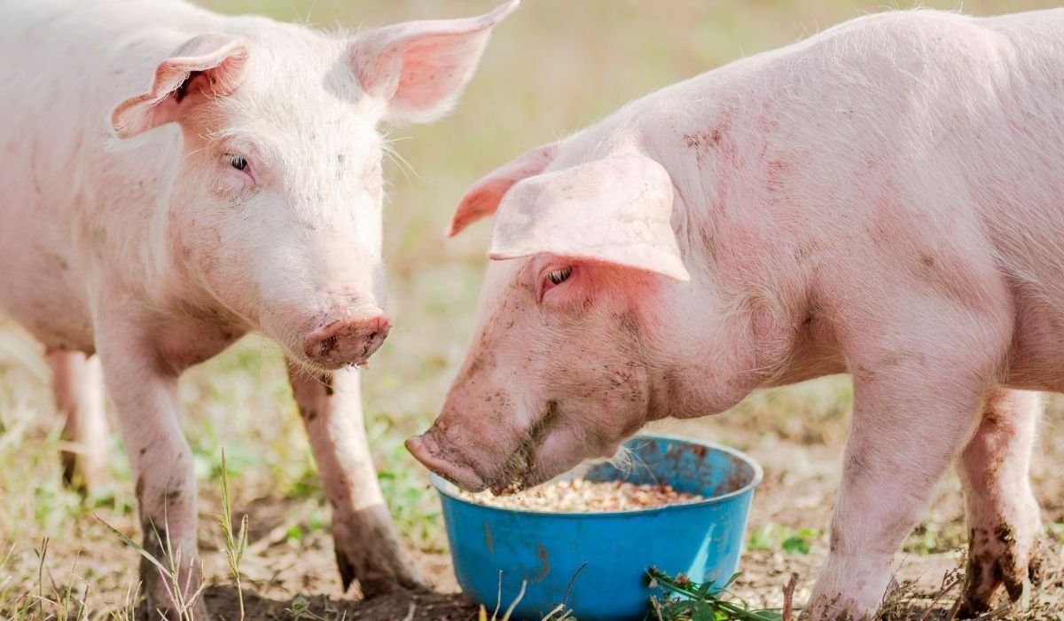 Свинья с поросятами