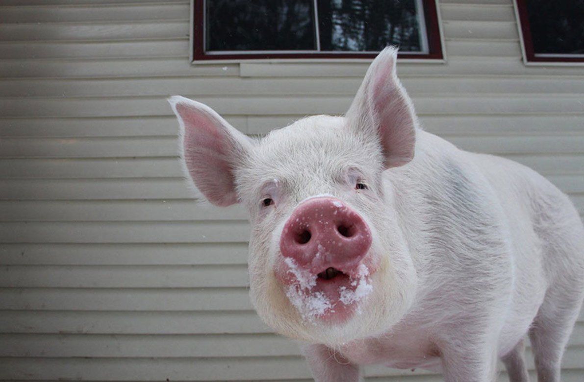 Смешные свиньи