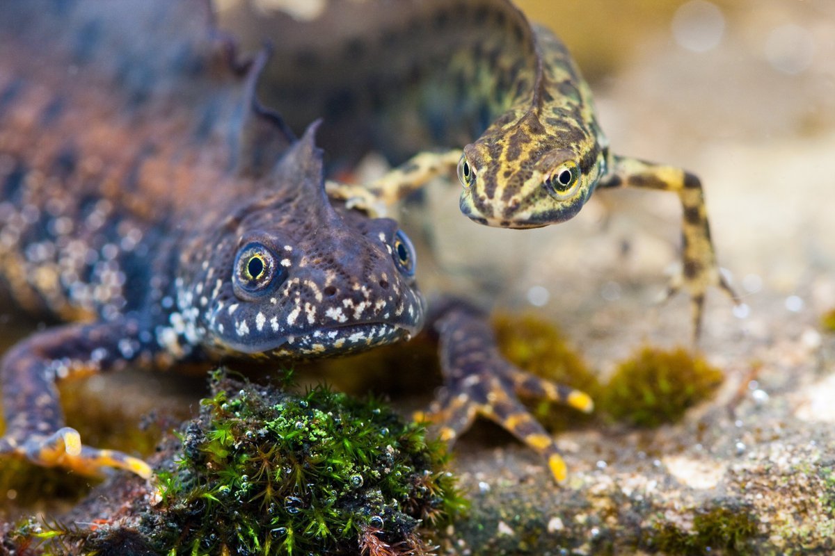 Обыкновенный Тритон