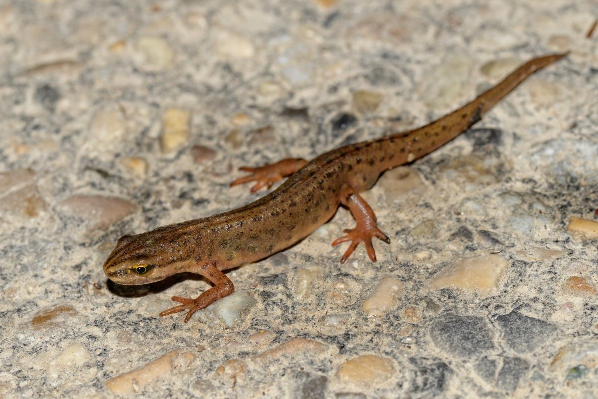 Гребенчатый Тритон