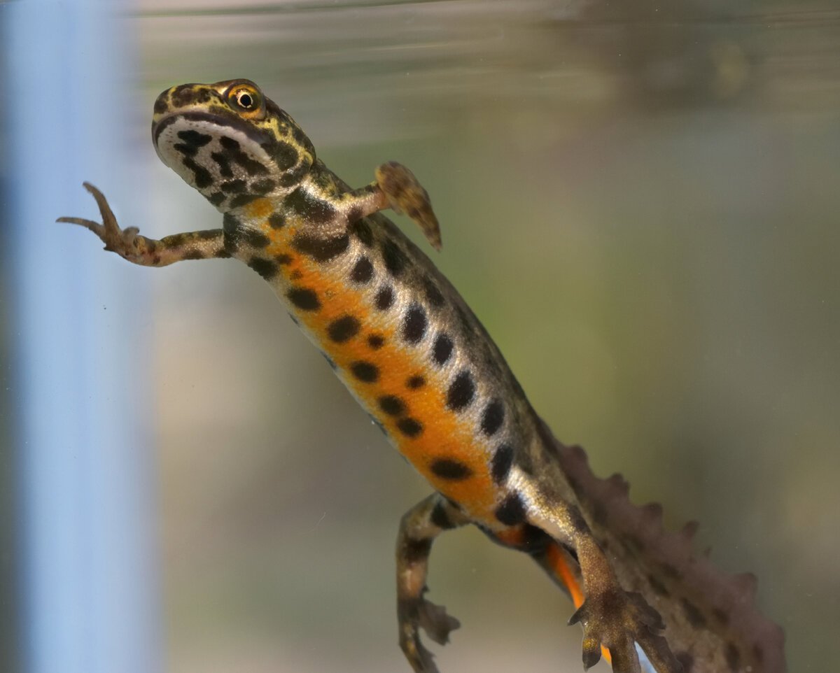 Обыкновенный Тритон Ланца