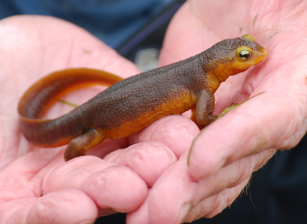 Безлегочные Саламандры