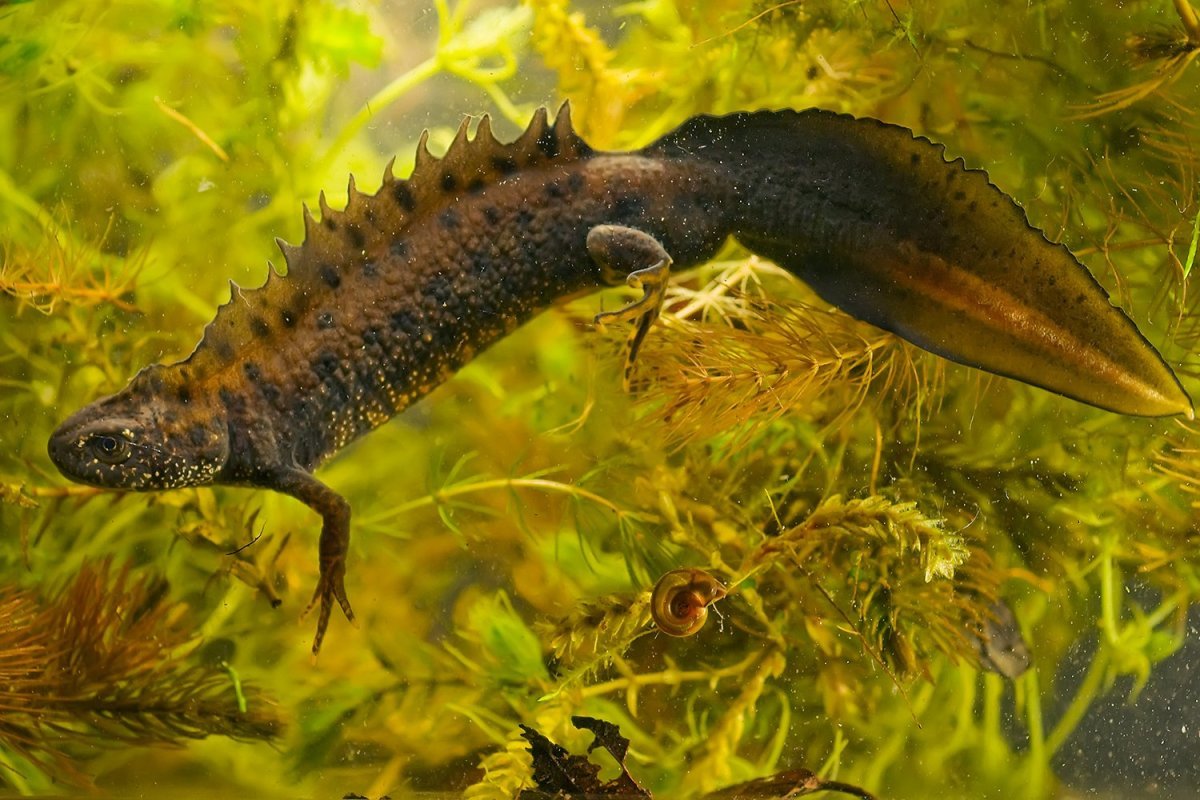 Тритон амфибия или рептилия