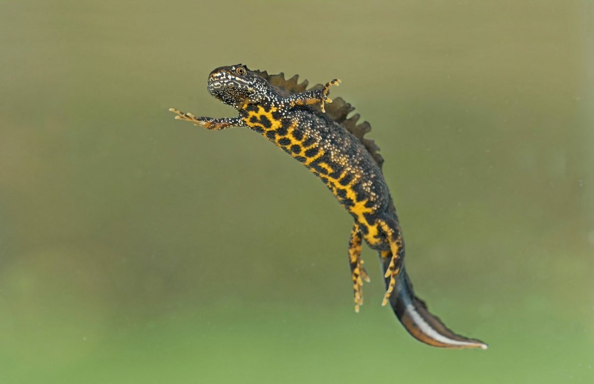 Репчатый Тритон водная среда