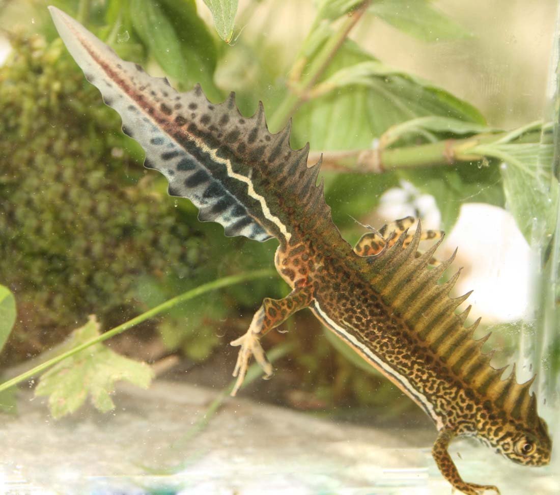 Тритон на белом фоне