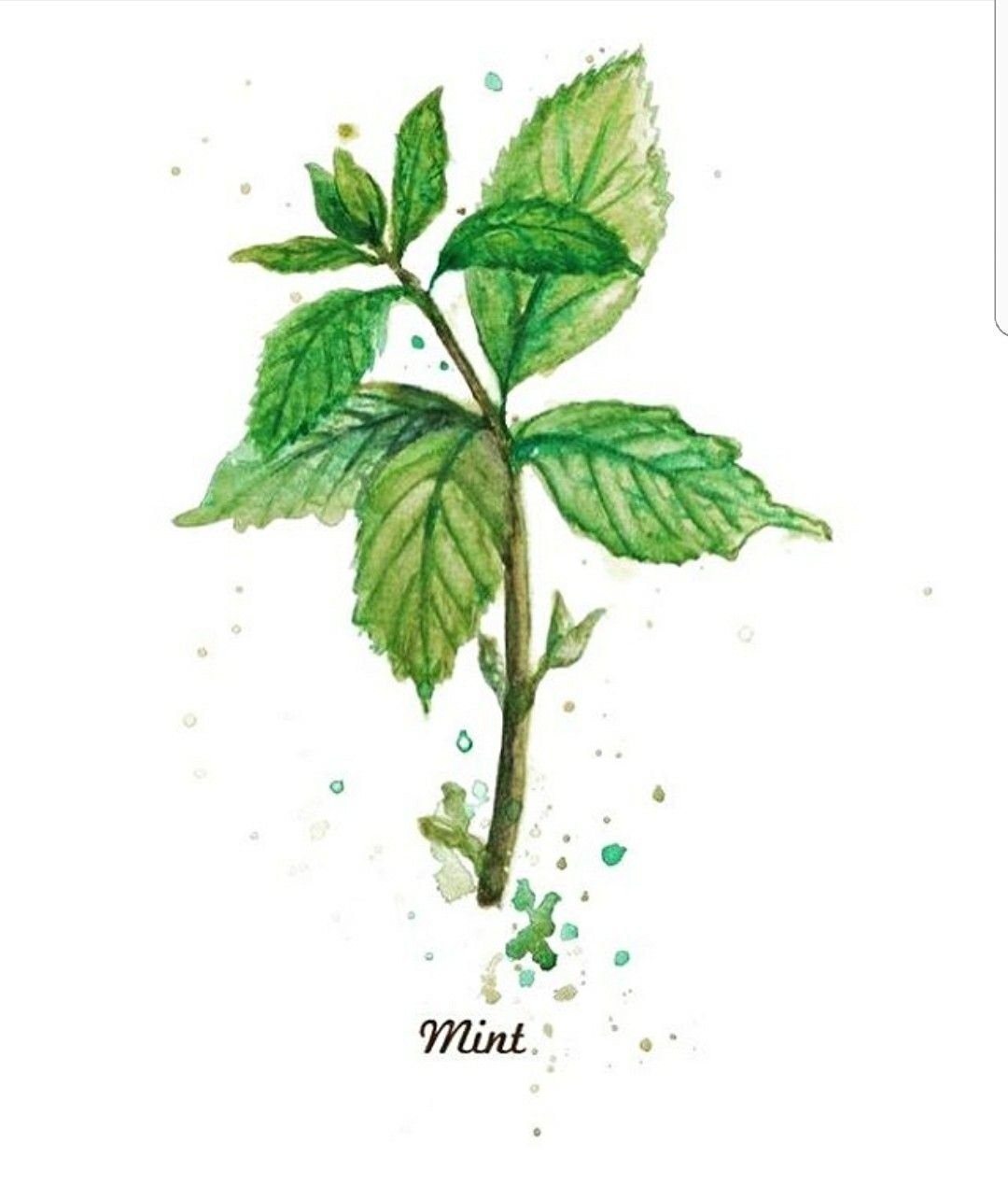 Мята перечная Фармакогнозия