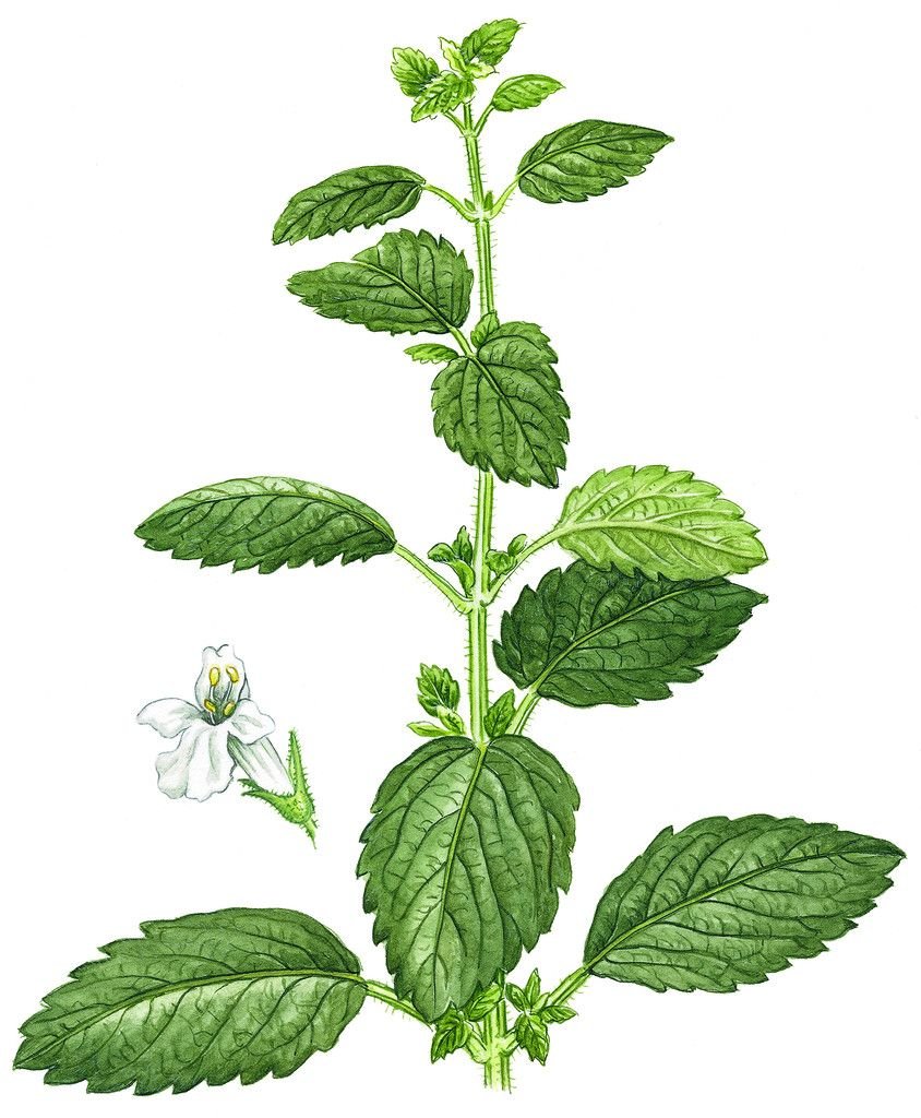 Мелисса лекарственная Фармакогнозия