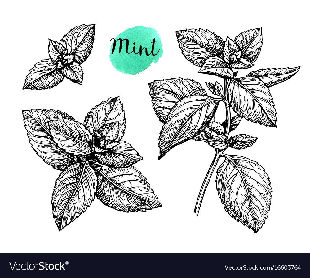 Мята эскиз