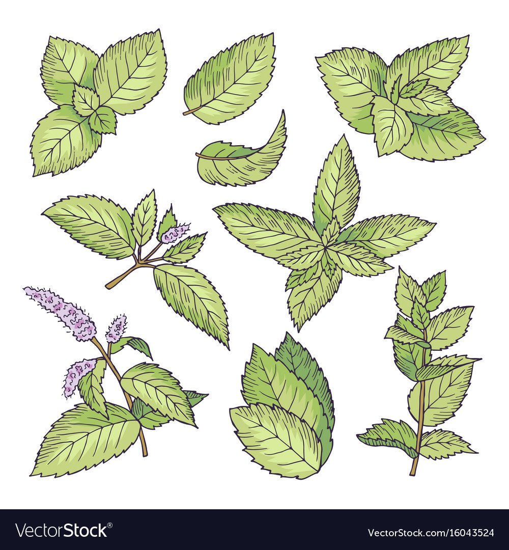 Листья мяты перечной ФС