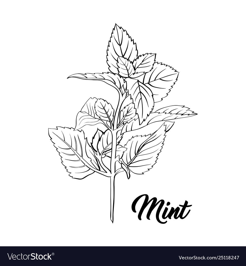 Базилик листья акварель