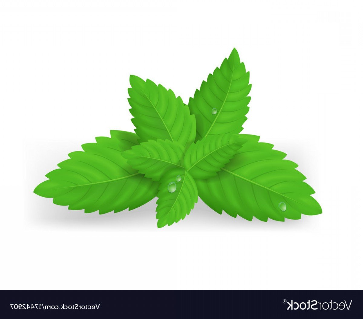 Листья мяты акварель