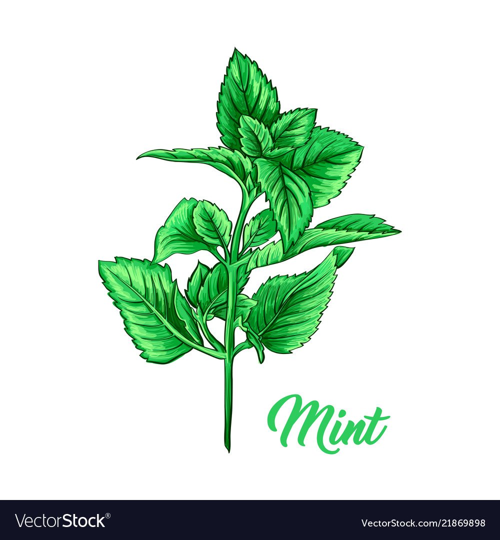 Мята мультяшная